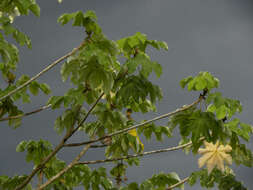 Image de Cecropia