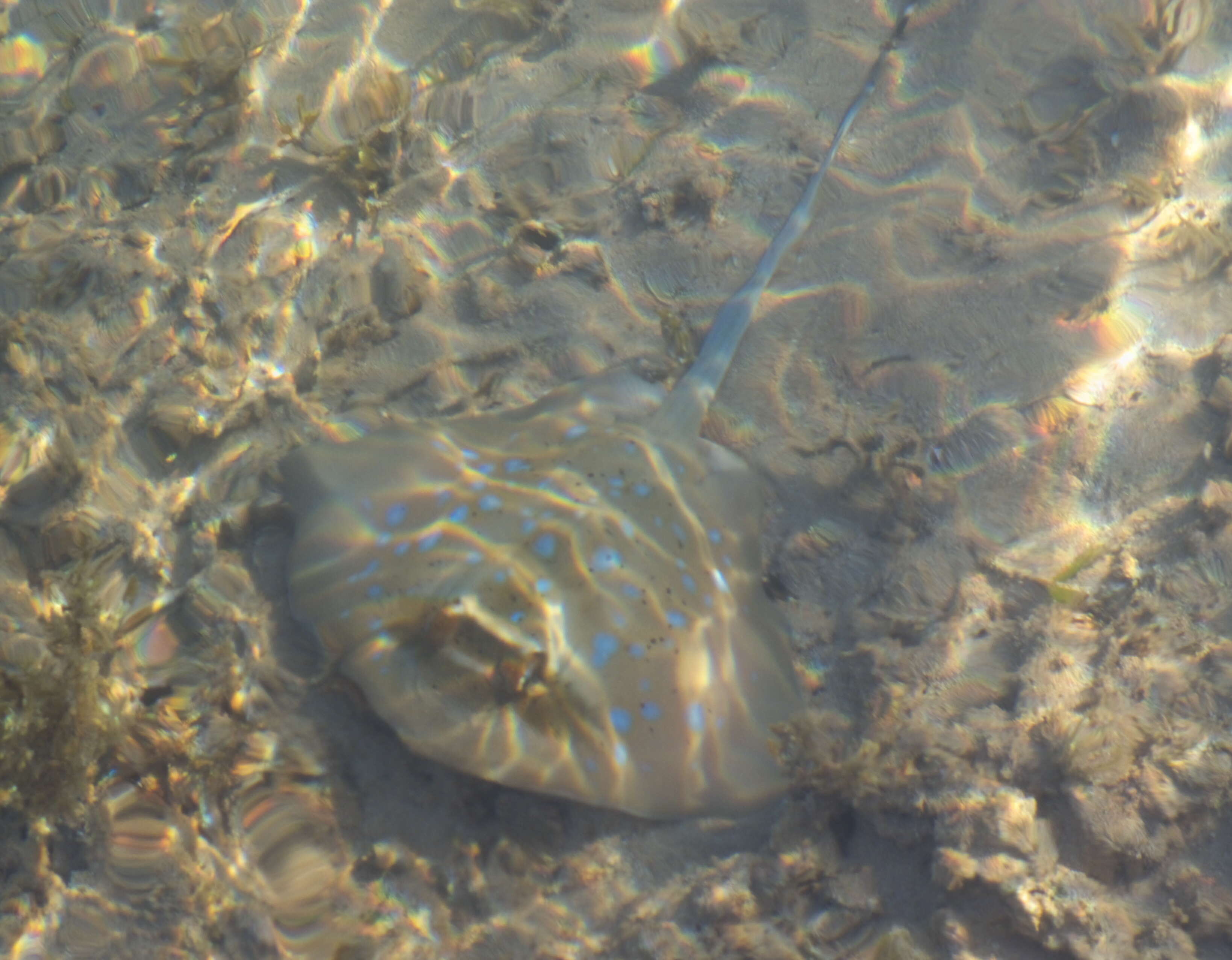 Image of whiptail stingrays