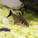 Image of black tetra