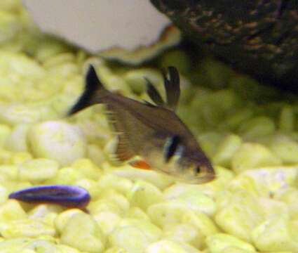 Image of black tetra