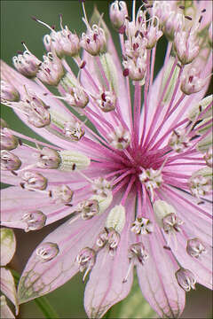 Imagem de Astrantia major subsp. major