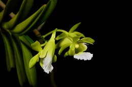 Image of Vanda vietnamica (Haager) L. M. Gardiner