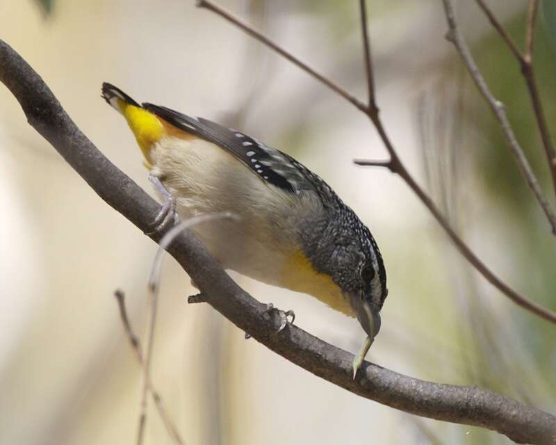 Image of pardalotes