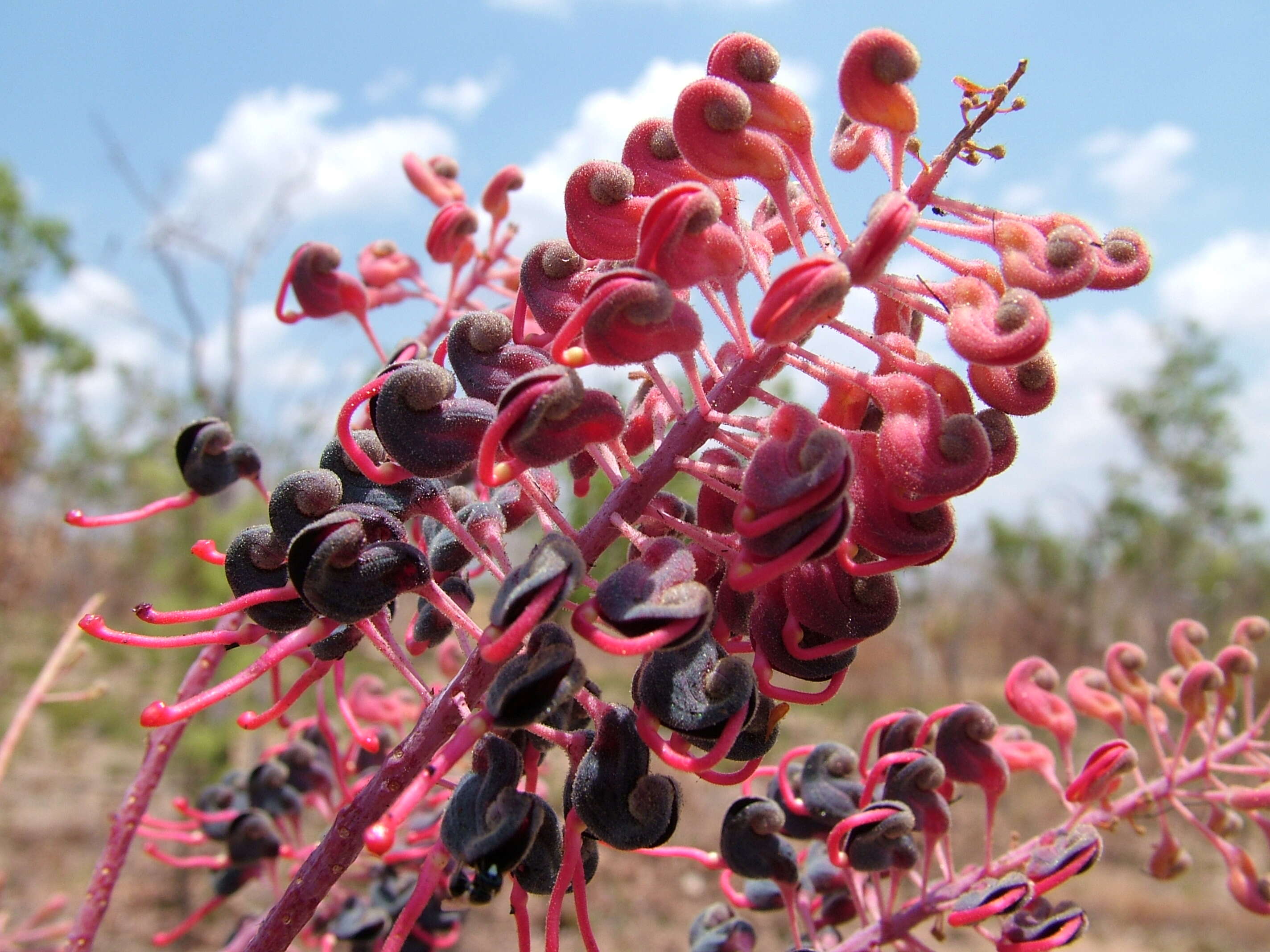 Image of Grevillea benthamiana Mc Gill.