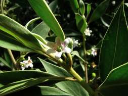 Слика од Myoporum stellatum (G. L. Webster) O. Deg. & I. Deg.