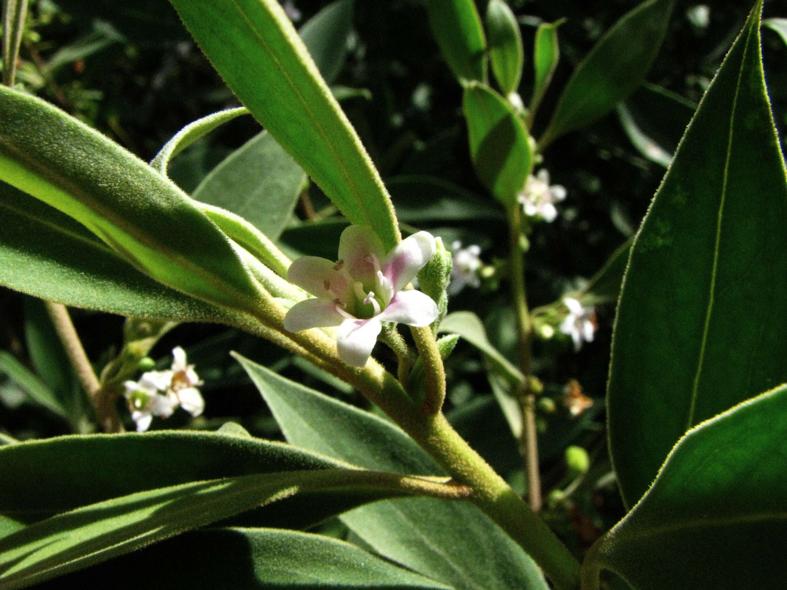 Image of Myoporum stellatum (G. L. Webster) O. Deg. & I. Deg.