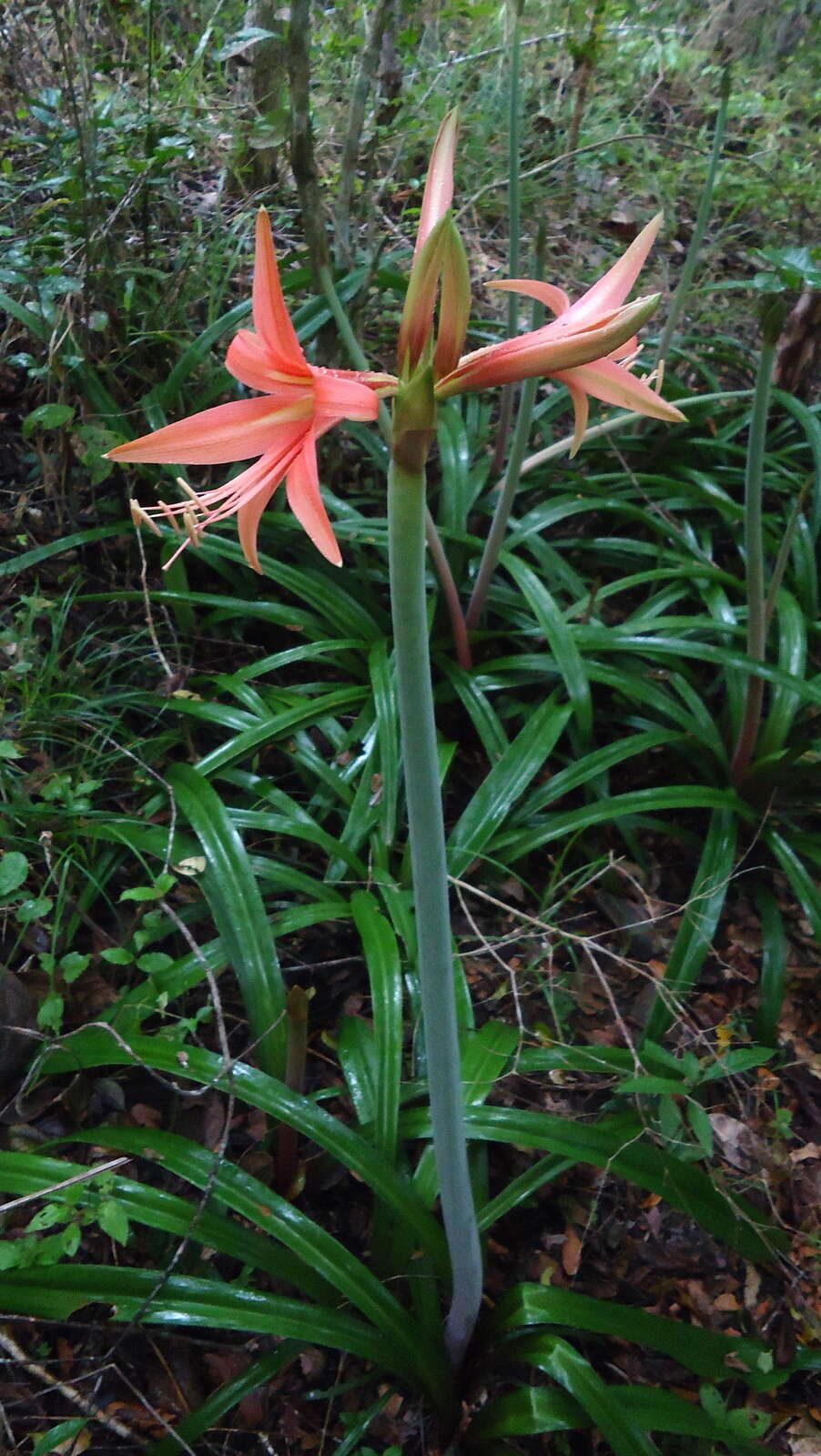 Слика од Hippeastrum stylosum Herb.