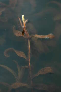 Image of alpine pondweed