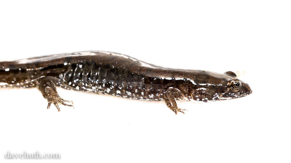 Image of dusky salamanders