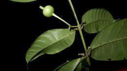 Image of Faramea biflora J. G. Jardim & Zappi