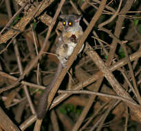 Image of Lesser Galagos