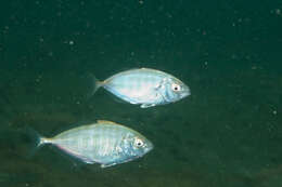 Image of Actinopterygii