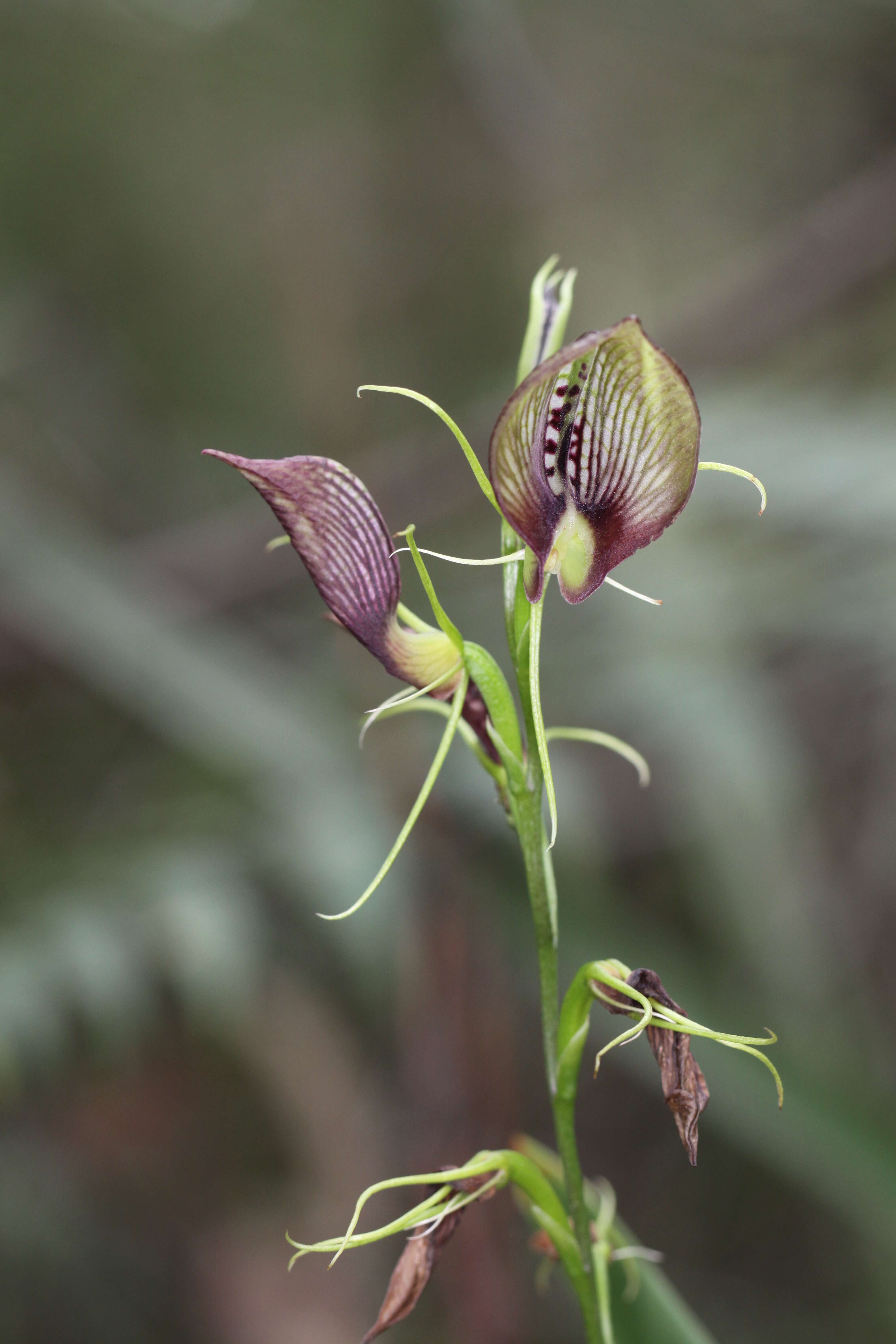 Image of Tongue orchids