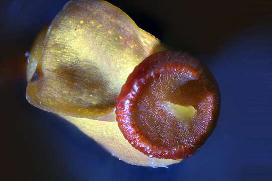 Image of juniper polytrichum moss