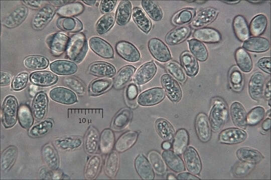 Image of Melanoleuca subalpina (Britzelm.) Bresinsky & Stangl 1976