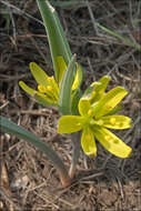 Image of Gagea pusilla (F. W. Schmidt) Sweet