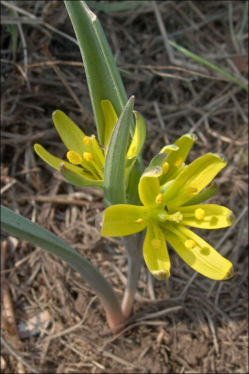 Image of Gagea pusilla (F. W. Schmidt) Sweet