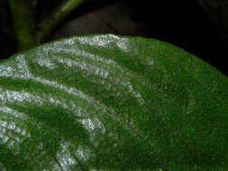 Imagem de Gasteranthus delphinioides (Seem.) Wiehler