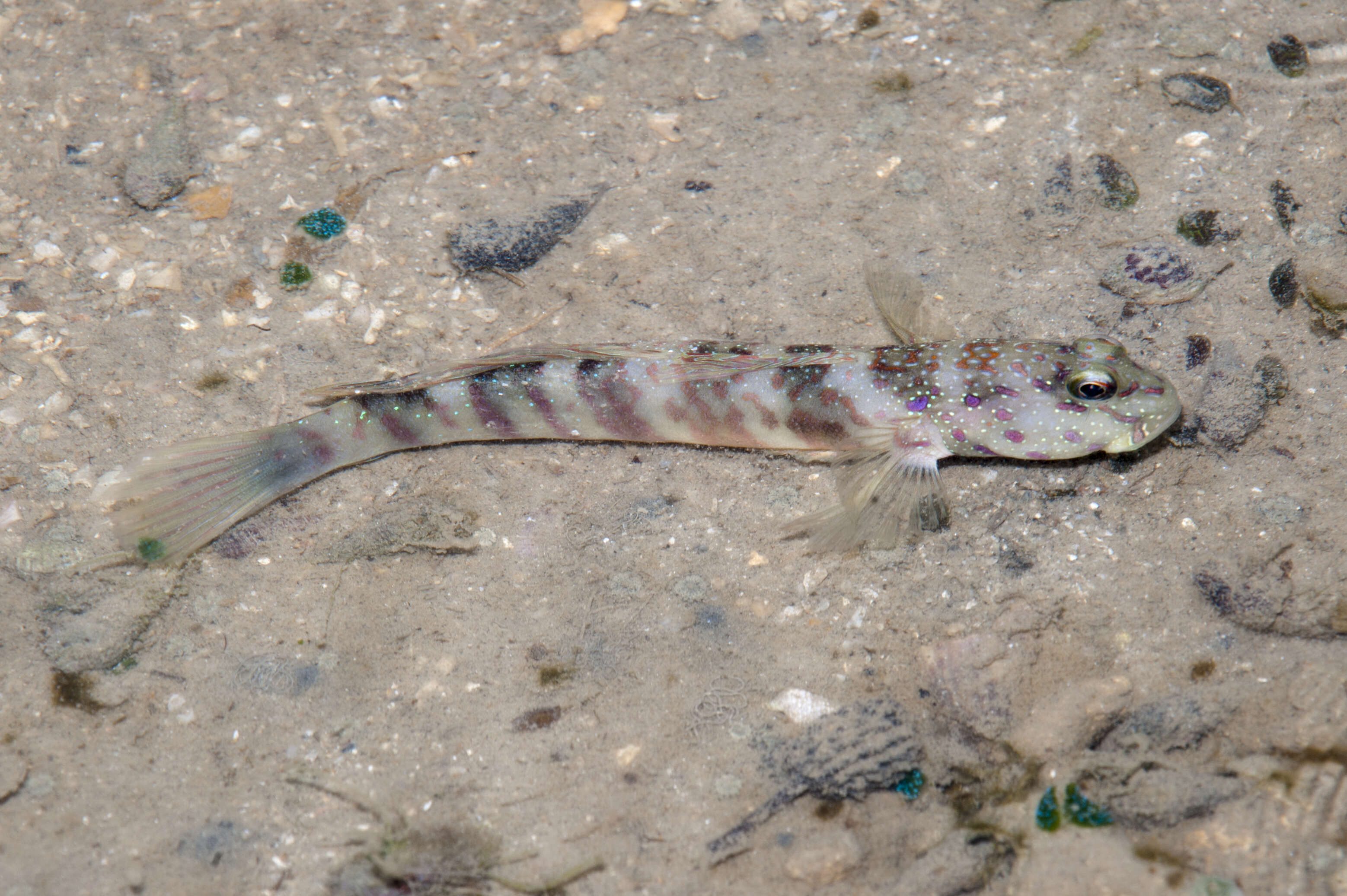Image of Pink-speckled shrimpgoby