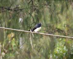 Image of Willie Wagtail