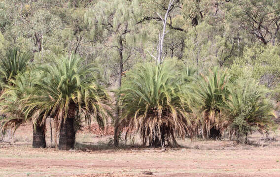 Image de Macrozamia moorei F. Muell.