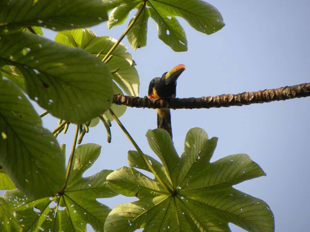 Image of Aracari