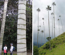 Image of Wax palm