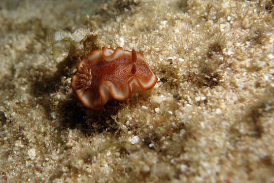 Image of orange edge white slug