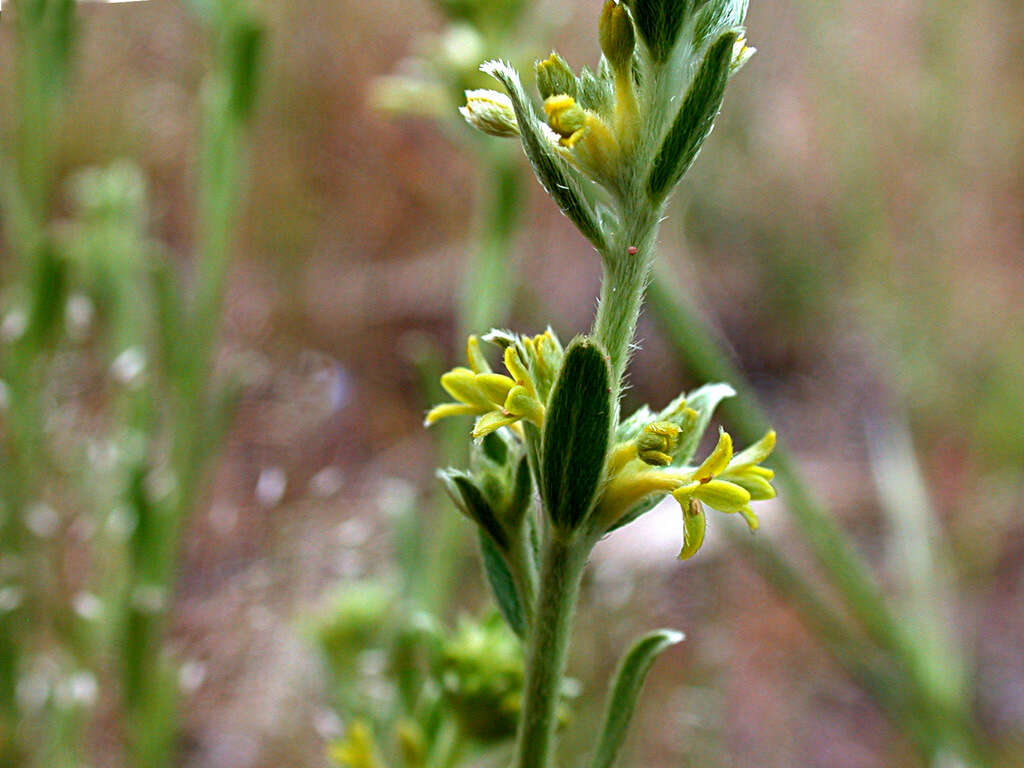 Image of Pimelea curviflora R. Br.