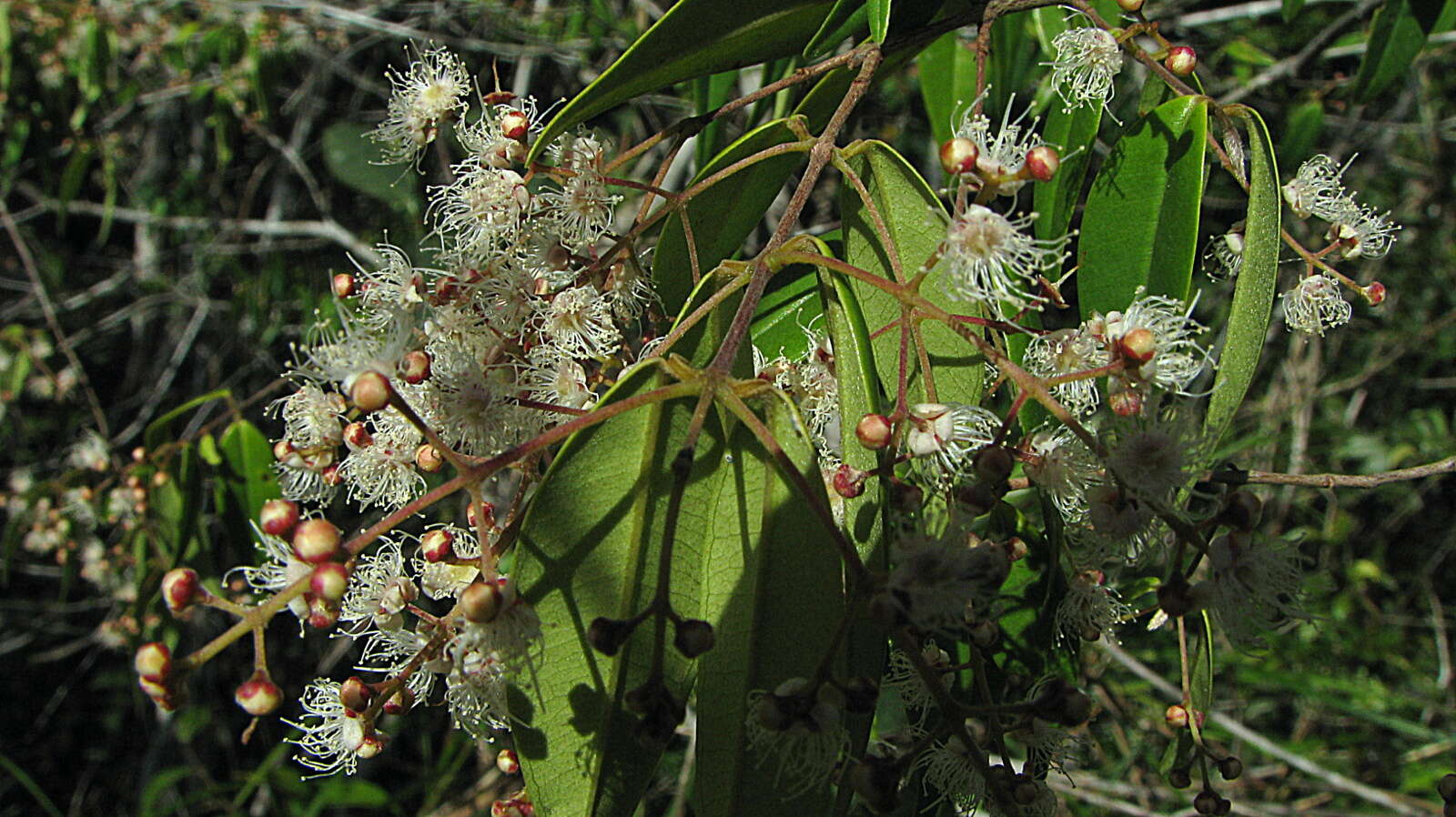 Image de Myrcia sylvatica (G. Meyer) DC.