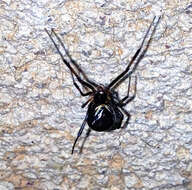 Image of Latrodectus