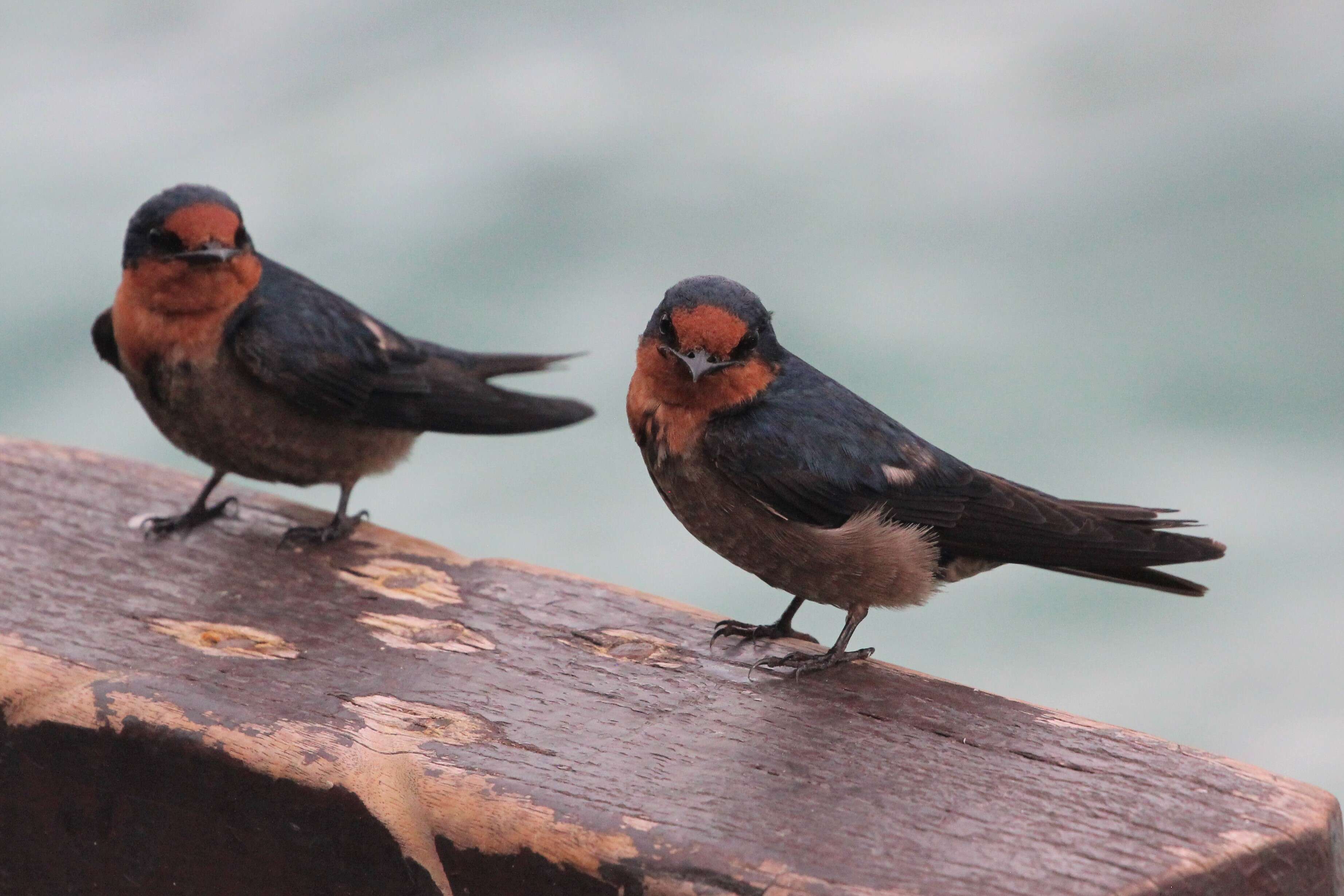 Image of Hirundo Linnaeus 1758