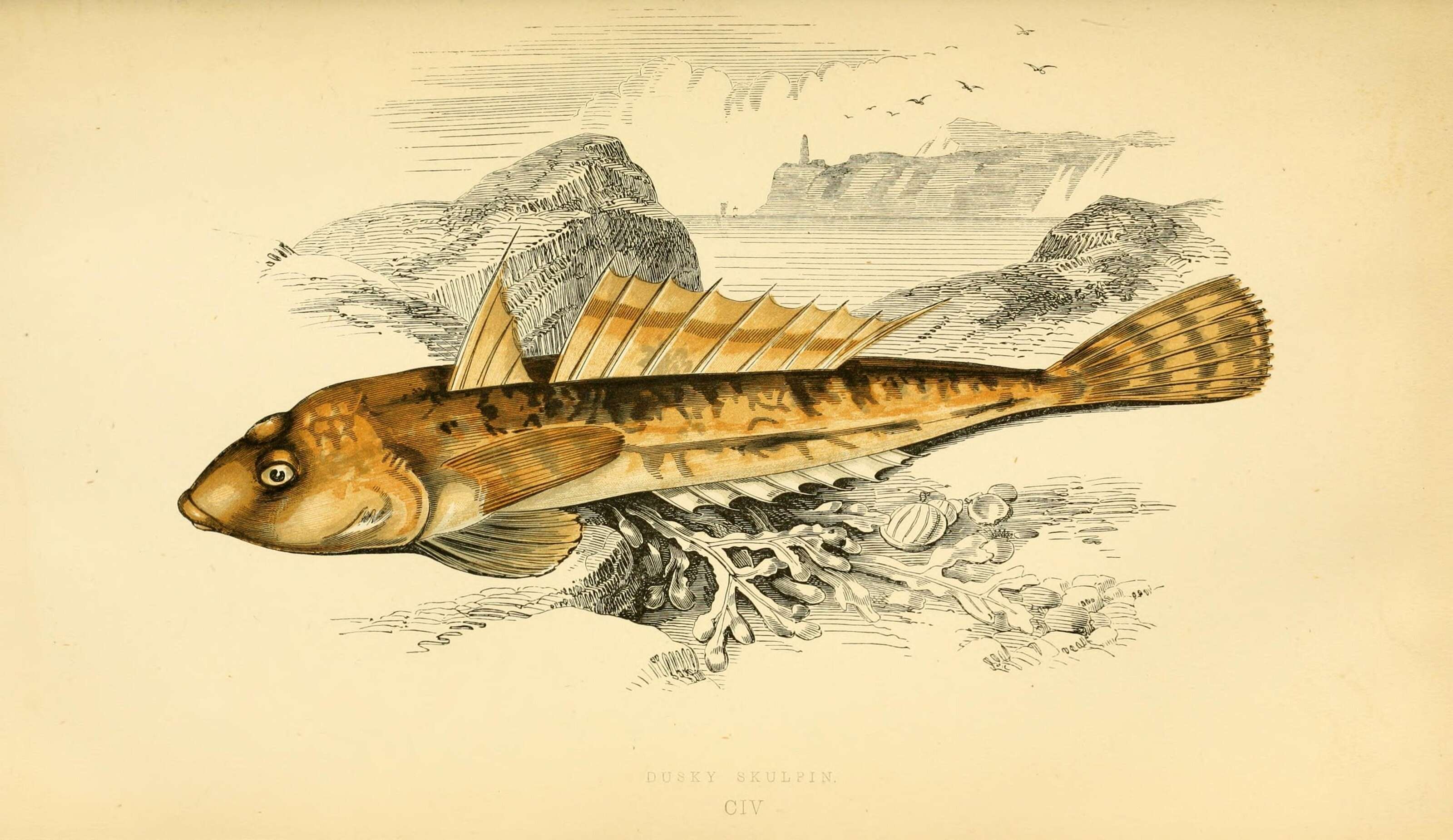 Image of Callionymus