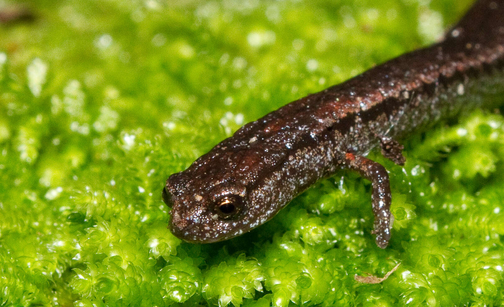 Image of Slender salamander