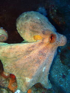 Image of Common octopus