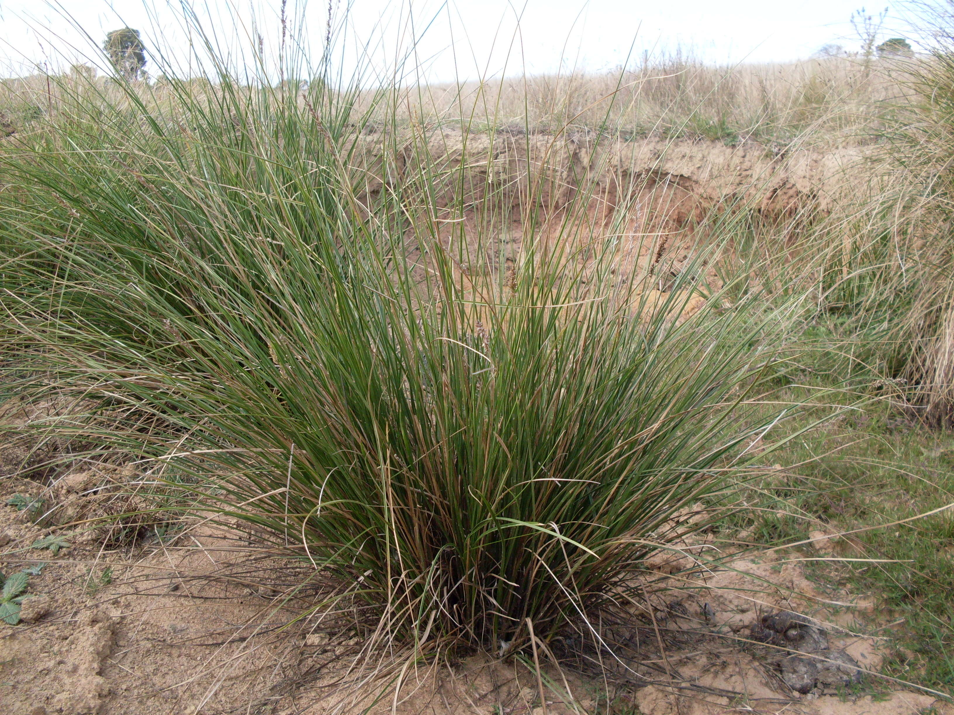 Image of Carex appressa R. Br.
