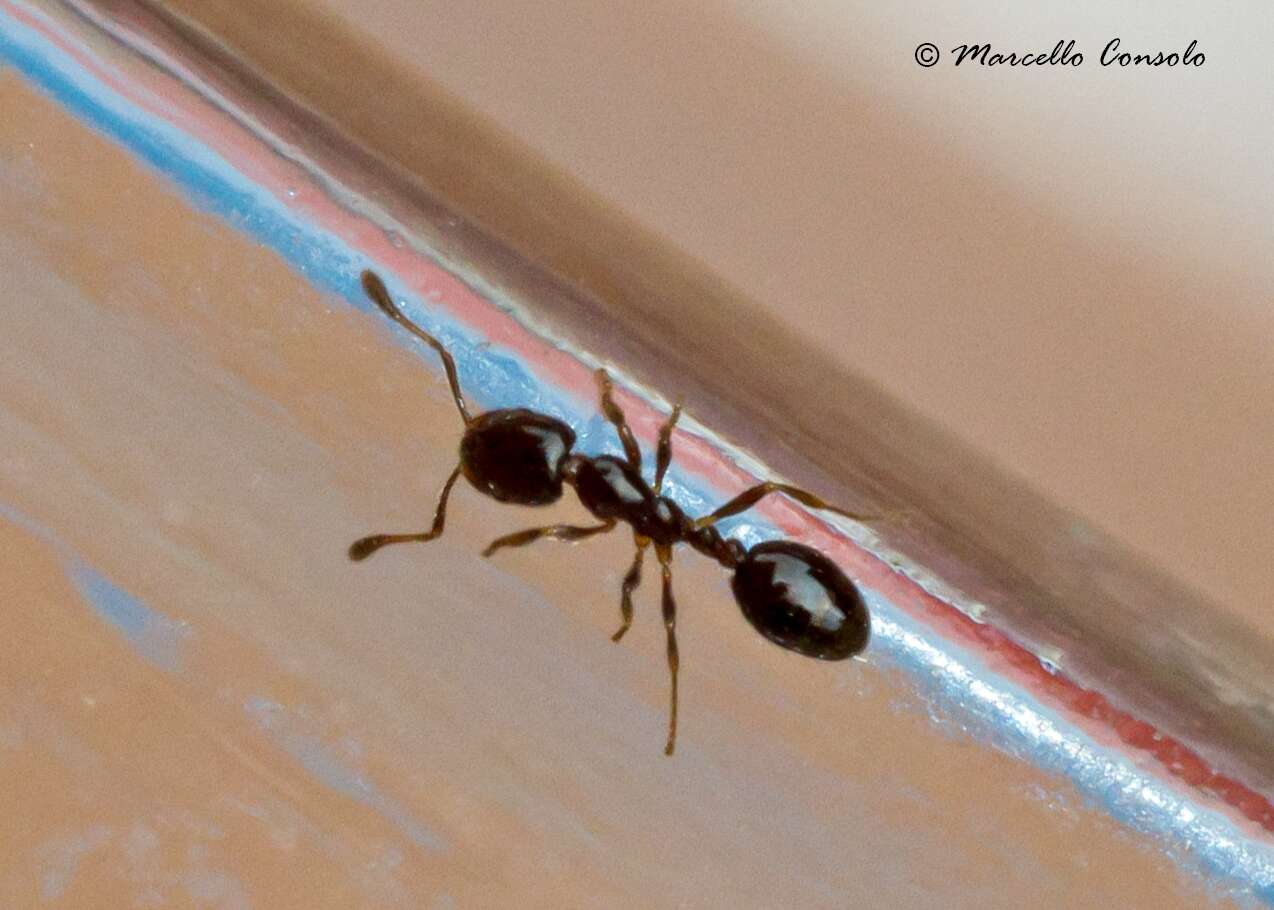 Image of Monomorium monomorium Bolton 1987