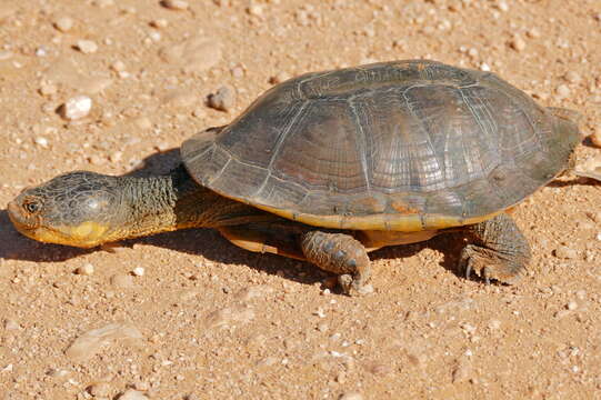 Image of Big-Headed Pantanal Swamp Turtle