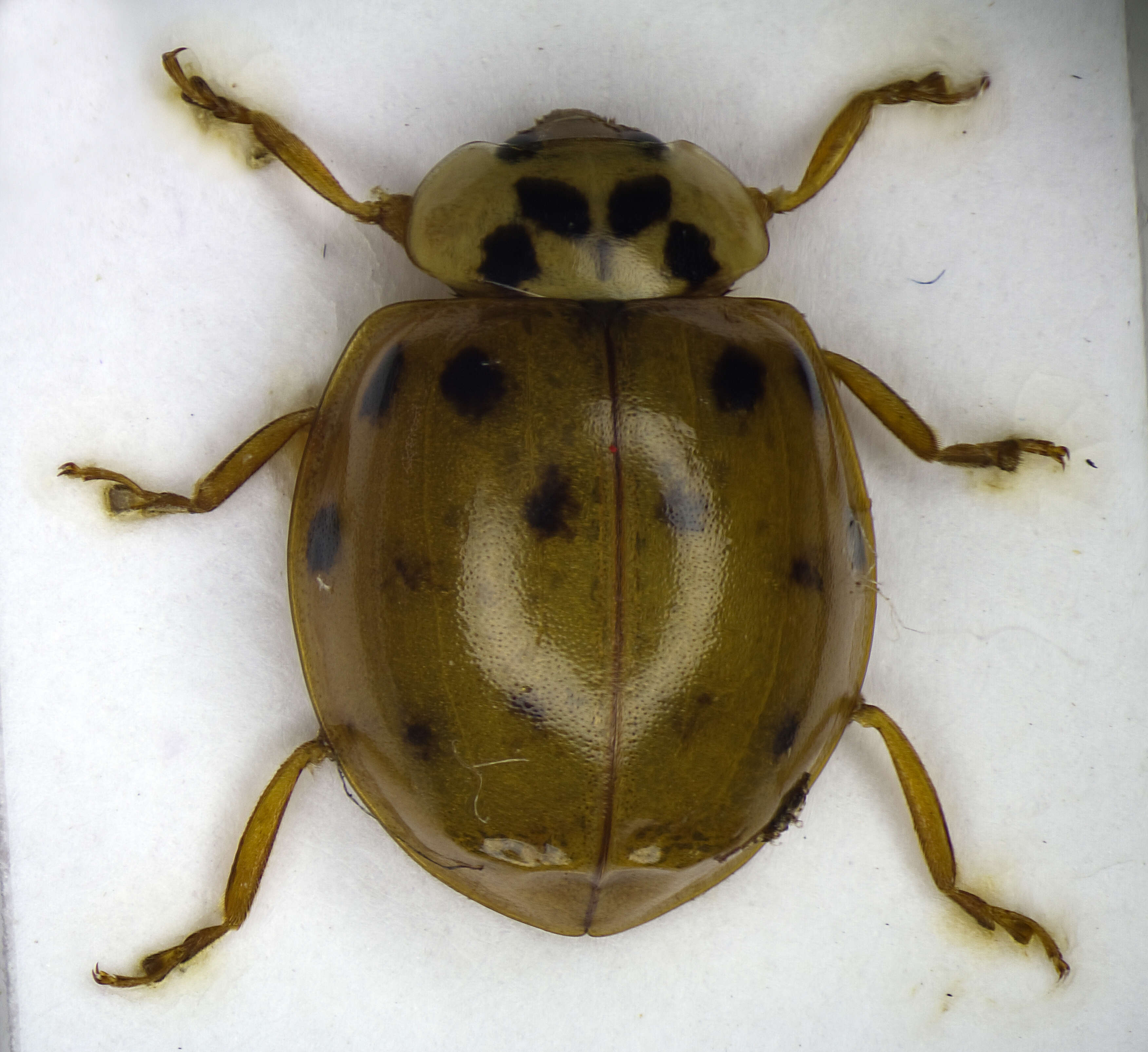 Image of Ladybird beetle