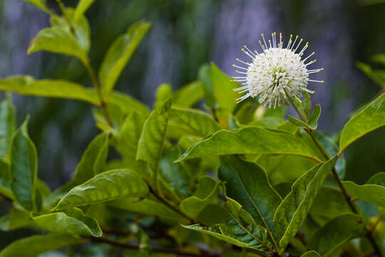 Image of Cephalanthus tetrandra (Roxb.) Ridsdale & Bakh. fil.