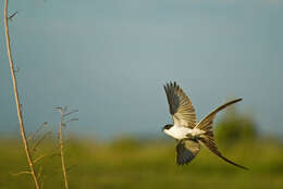 Image of Fork-tailed Flycatcher