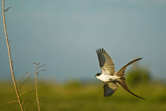 Image of Fork-tailed Flycatcher