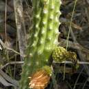 Image of Prickly Apple Cactus