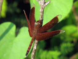 Image of Neurothemis Brauer 1867