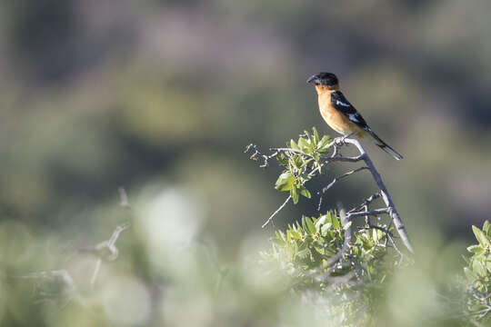 Image of Black-headed Grosbeak