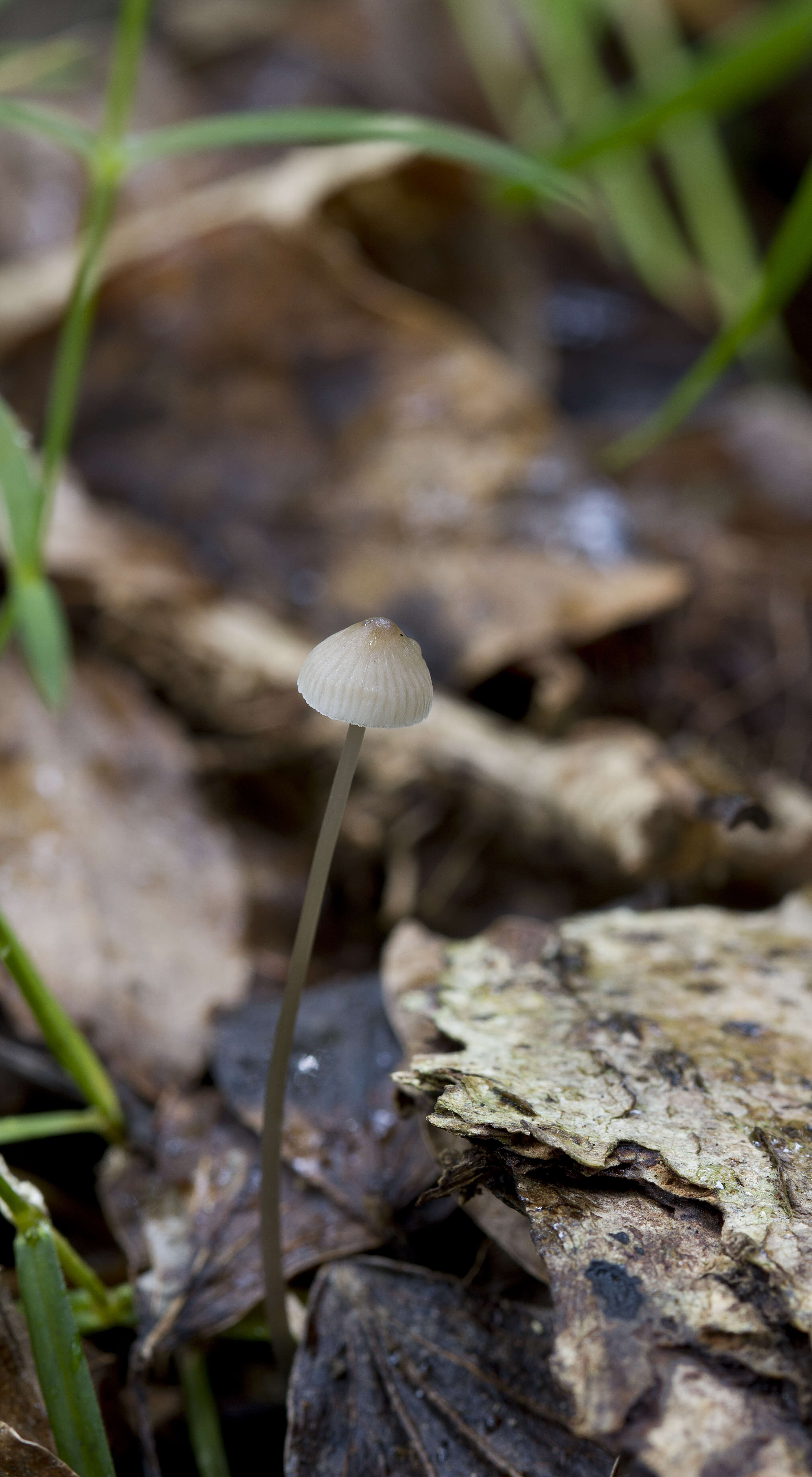 Image of Mycena vitilis (Fr.) Quél. 1872