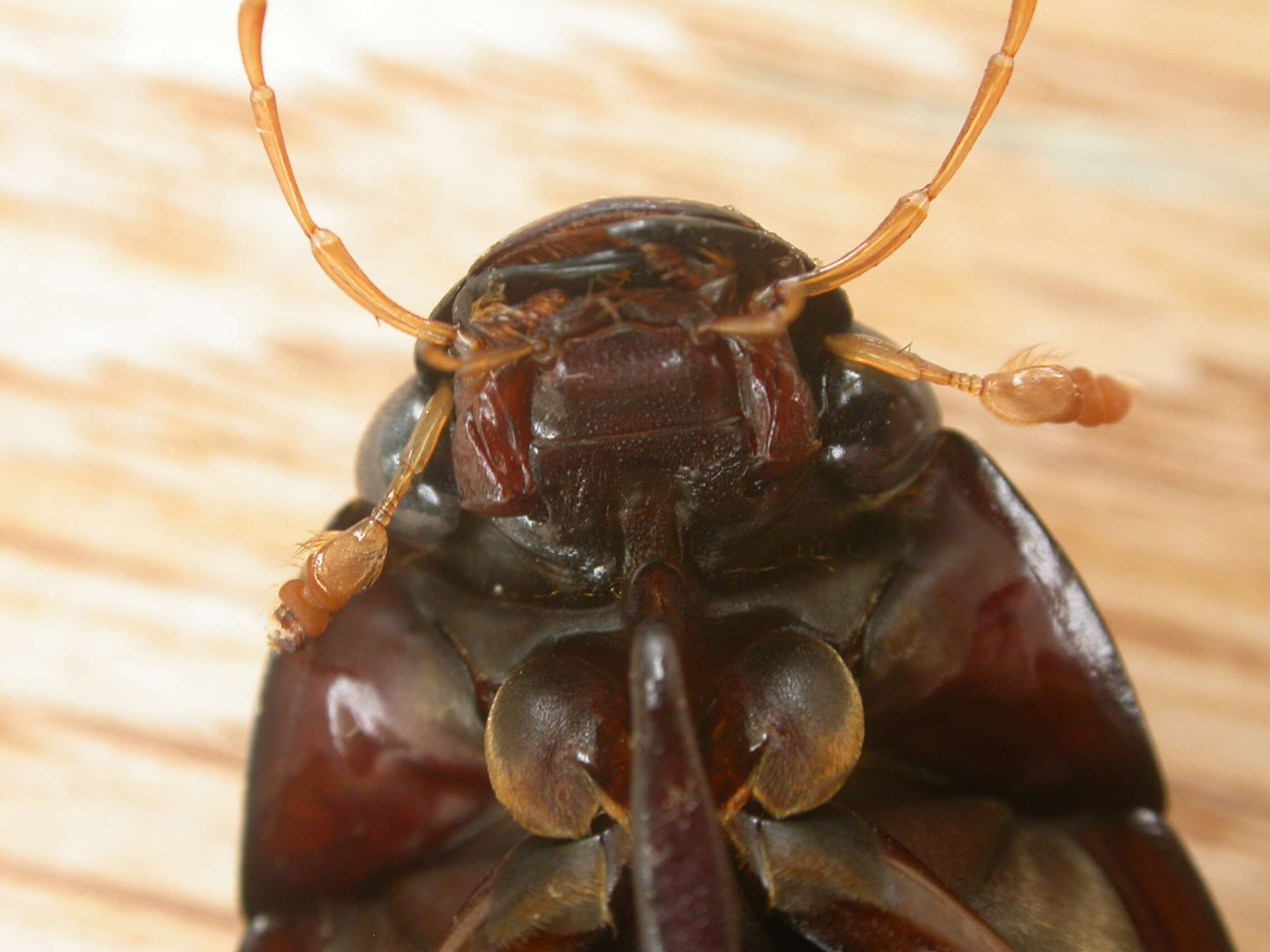 Image of Hydrophilus