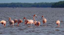 Imagem de Phoenicopterus ruber Linnaeus 1758