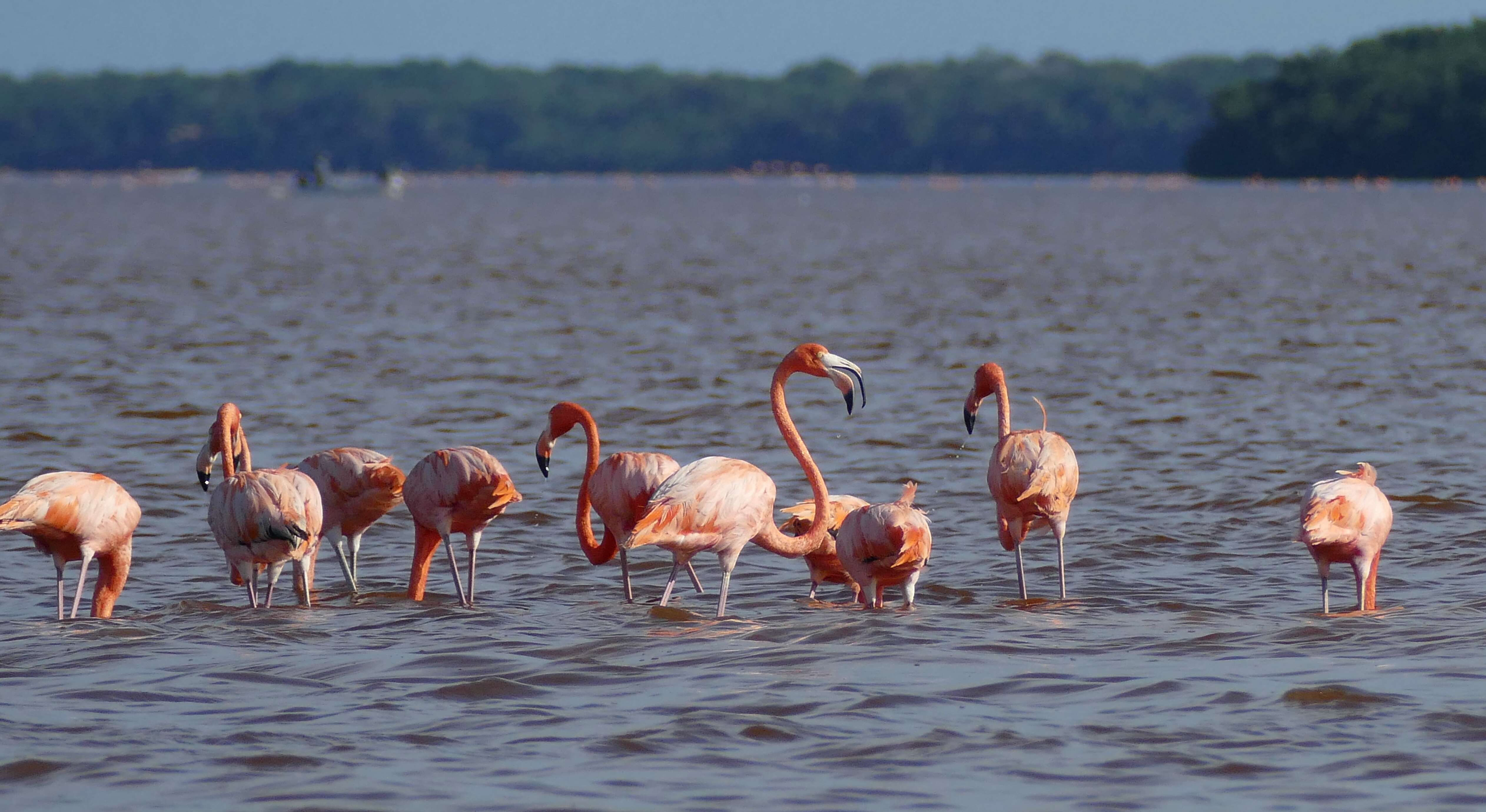 Imagem de Phoenicopterus Linnaeus 1758