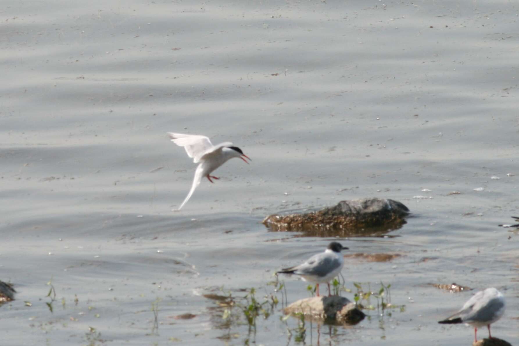 Image of Common Tern